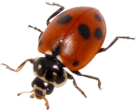 Ladybird